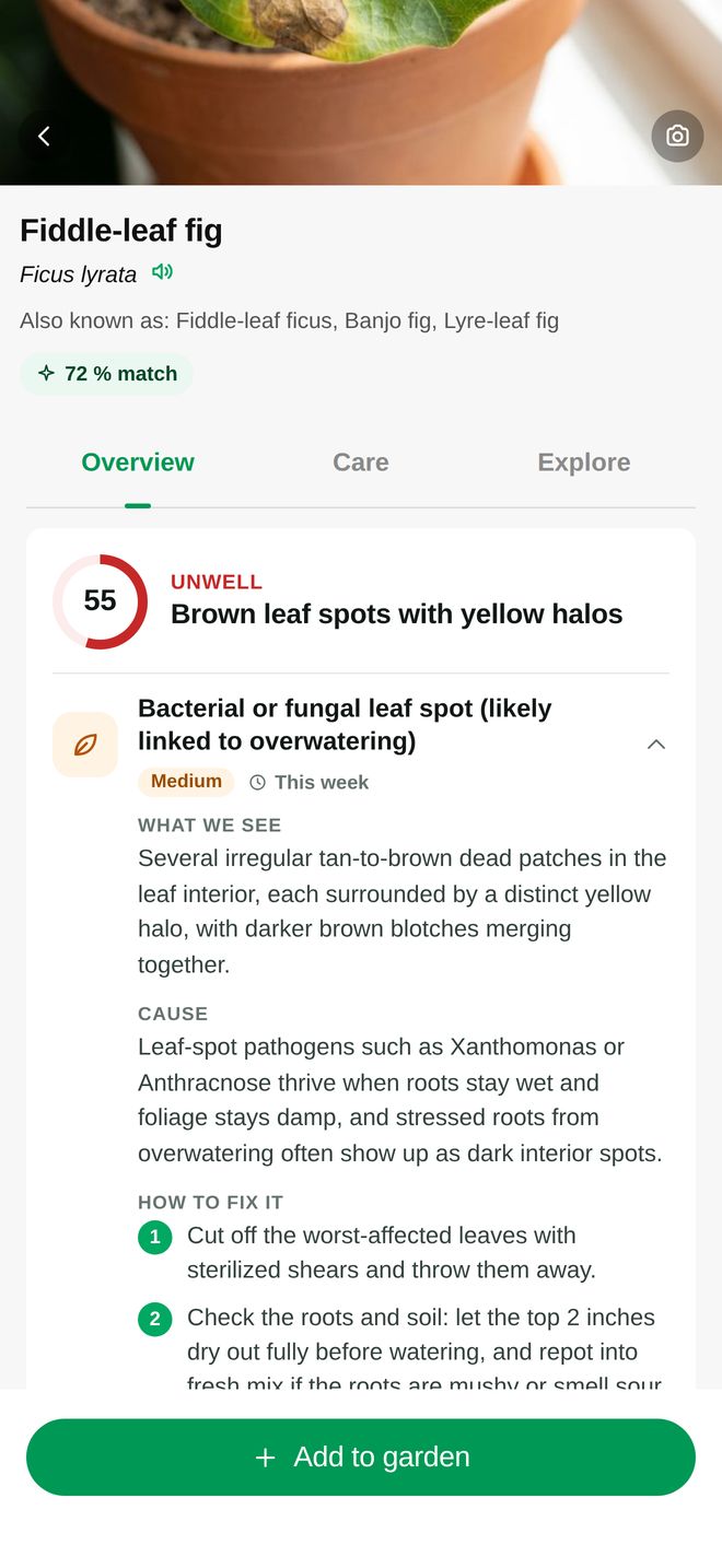 PlantClinic diagnosis of a fiddle-leaf fig: health score 55, leaf spot linked to overwatering, and how to fix it