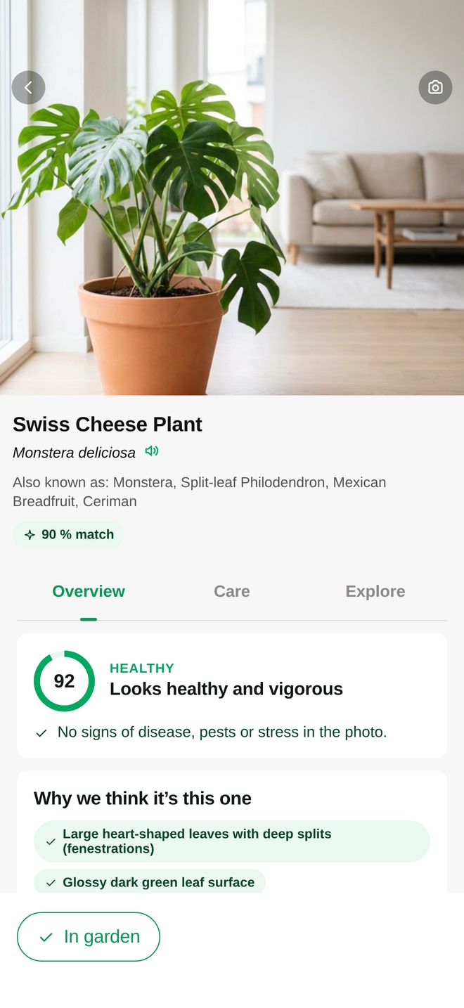 PlantClinic result for a Swiss cheese plant: name, Latin name, match score and health check